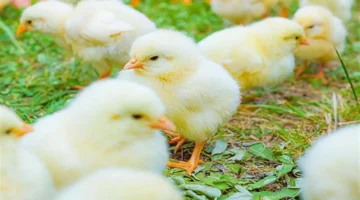 تحديثات السبت.. تغييرات جديدة في أسعار الكتاكيت داخل بورصة الدواجن والأسواق المحلية